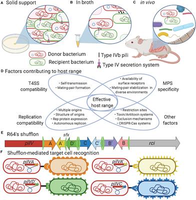 Molecular Mechanisms Influencing Bacterial Conjugation in the Intestinal Microbiota